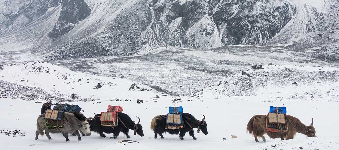 What Animals Live On Mount Everest Exotic Fauna On Everest Region